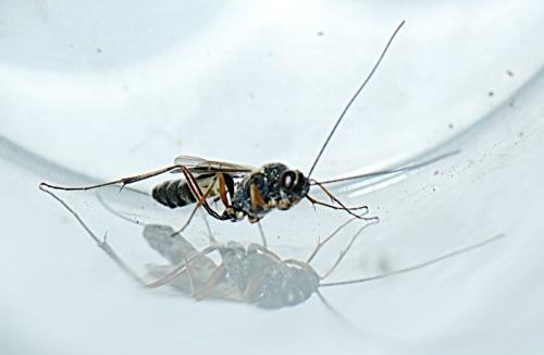 Cremastus spectator